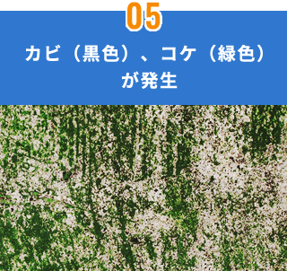 カビ（黒色）、コケ（緑色）が発生