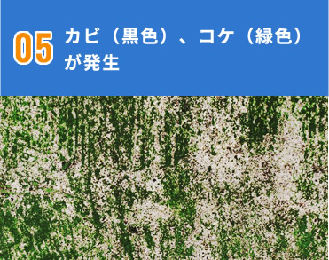 カビ（黒色）、コケ（緑色）が発生